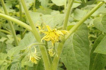 Tamato flower