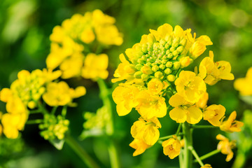 Close up of rape flower in the filed