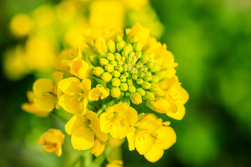 Close up of rape flower in the filed