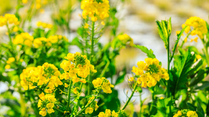 Obraz premium Close up of rape flower in the filed