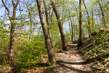 Trail through the woods