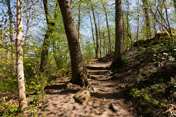 Trail through the woods