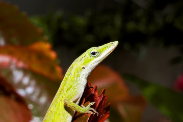 Photo of the Carolina anole (Anolis carolinensis), an arboreal lizard native to Southeastern United States. It has the ability to change color from several brown hues to bright green.