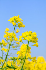 Close up of rape flower in the filed