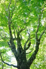 雨山のブナ大木