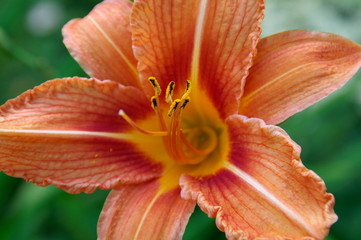 tiger lily flower