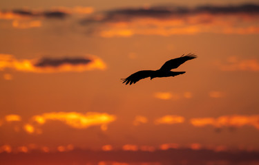 Obraz premium Snail Kite 