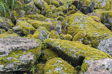 Stones, rock covered with moss in the forest