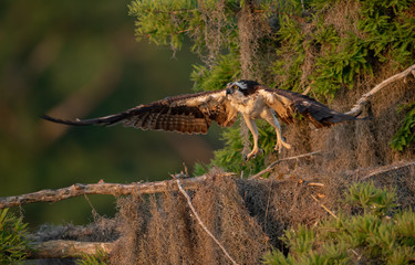 Osprey in Florida 