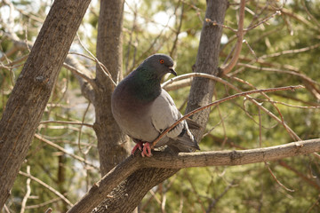 Голубь крупным планом