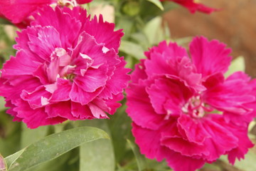 Pink Dianthus caryophyllus flower, the carnation or clove pink, is a species of Dianthus.