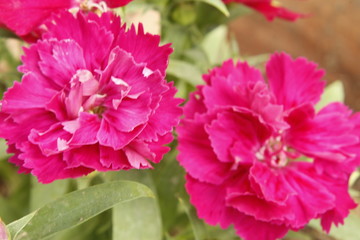 Pink Dianthus caryophyllus flower, the carnation or clove pink, is a species of Dianthus.
