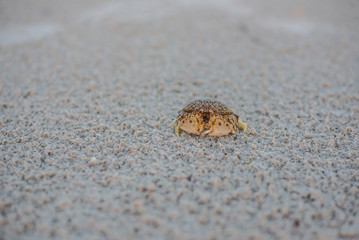 Flame Box Crab