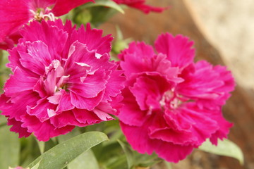 Pink Dianthus caryophyllus flower, the carnation or clove pink, is a species of Dianthus.