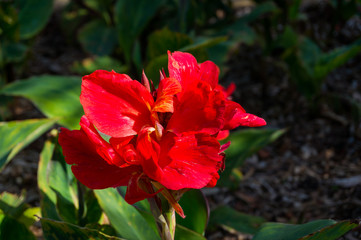 Close up of bright red canna flower