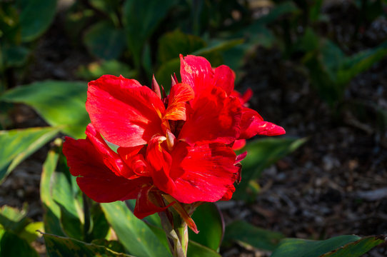 Close up of bright red canna flower