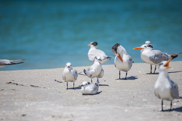 Sea gulls
