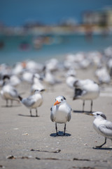 Sea gulls