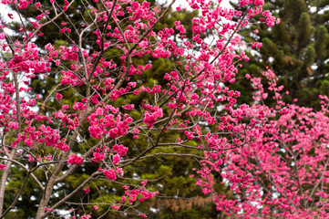 pink cherry flowers in the park