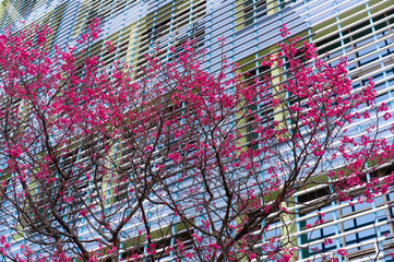 Pink Cherry blossom and blue building background