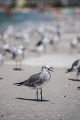 Sea gulls