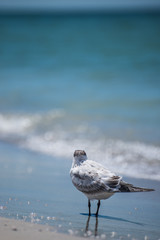 Sea gulls
