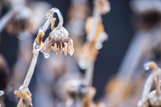Zina encased in ice