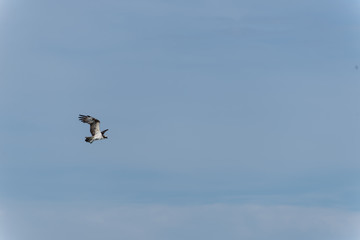 Sea Osprey