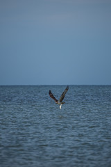 Sea Osprey