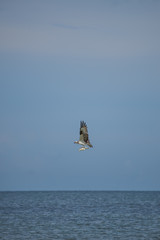 Sea Osprey
