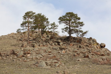 tree in the mountains