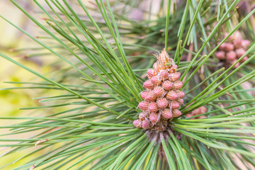 Fototapeta premium Outdoor spotted pine tree closeup，Pinus thunbergii Parl.