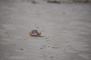 Box Crab