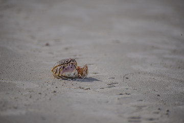 Box Crab