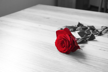 Part color. Roses on the table.  パートカラー。テーブルの上のバラ