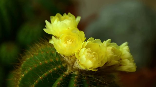 Parodia magnifica or Notocactus magnificus with yellow flower blossom in time lapse motion.