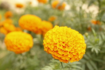  Orange marigold flowers