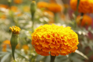 Tagetes erecta, Mexican marigold, Aztec marigold or African marigold have yellow and orange flower with green leaves in garden with copy space for your text. For seasonal (summer or spring) designs