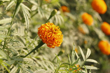 Orange Marigold flower, Tagetes erecta, Mexican marigold, Aztec marigold, African marigold isolated on green bokeh background