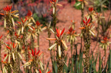Close up of bright Christmas bell flowers on sunny day