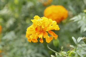  selective focus front orange marigold flower that was blossoming with its beaty petal and green body by its nature. This botany plant outdoor among garden in hot daylight and plant for decoration