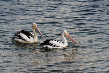 Pelicans in the sea