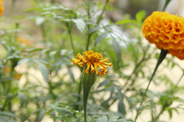  Orange marigold flowers