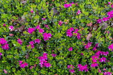 Bright tropical shrub in full bloom nature background