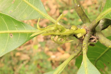 Mango flower
