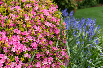 Close up of bright pink flowers on the shrub in the garden