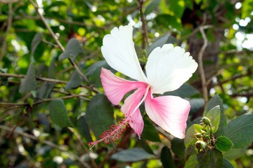 Obraz na płótnie Canvas Closeup of Pink and white hibiscus flower 