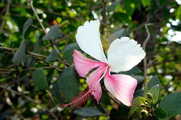 Closeup of Pink and white hibiscus flower 
