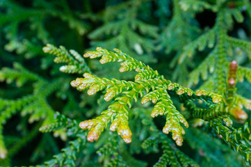 Close up of green juniper leaves. Natural beauty green background