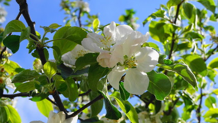Beautiful and delicate apple flowers in the morning sun close up.  Apple blossom. Spring background.